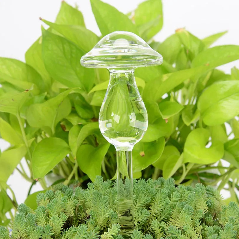 A clear glass, mushroom-shaped, self-watering device is inserted into a potted plant with two distinct layers of foliage: a dense, moss-like layer of small green leaves in the foreground and larger, heart-shaped, bright green leaves behind it.