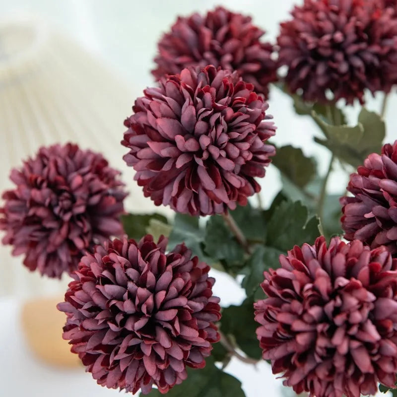 Close-up of maroon chrysanthemum flowers.