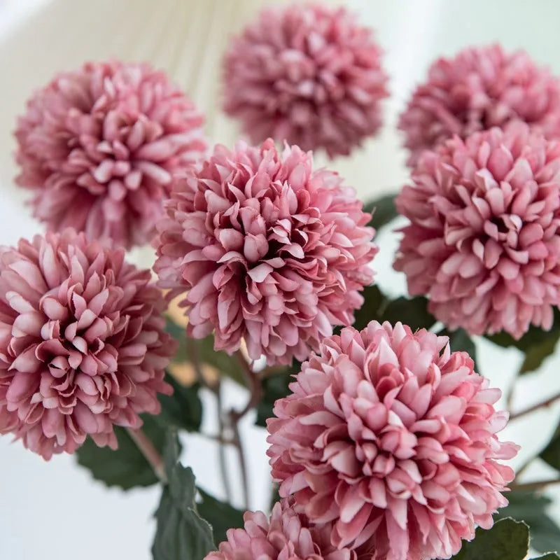 Close-up of pink chrysanthemum flowers.