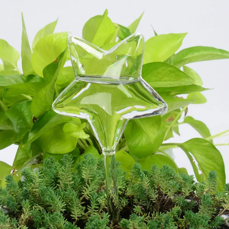 A clear glass star-shaped self-watering globe is inserted into the soil of a potted plant featuring two distinct types of foliage: a dense layer of small, moss-like green leaves in the foreground and larger, heart-shaped, bright green leaves behind it, possibly Golden Pothos.