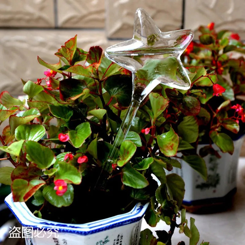 A Wax Begonia plant in a white pot with a blue and white decorative pattern has a clear, star-shaped self-watering globe inserted into its soil.
