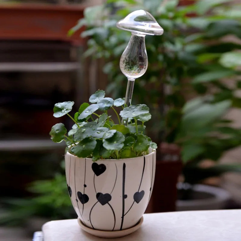Small potted plant with round green leaves and a clear mushroom-shaped glass waterer inserted in the white pot decorated with black hearts.