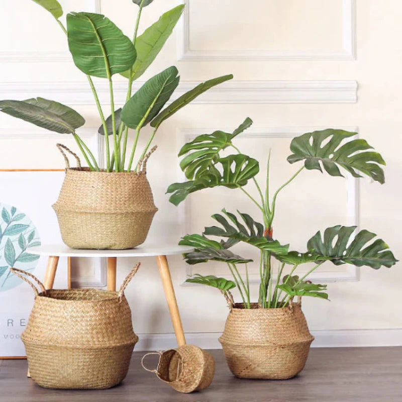 The image shows three potted plants in woven baskets. One plant has large, banana-like leaves, another has split, Swiss cheese plant-like leaves (Monstera), and the third is partially visible in the background.
