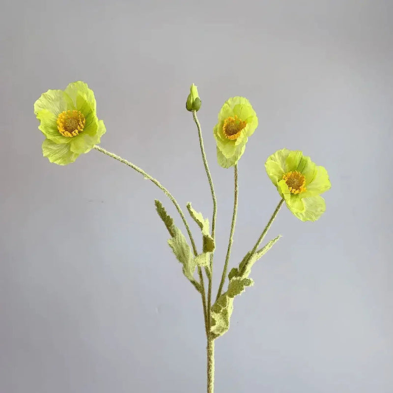 Three pale lime green poppy flowers with green stems and one poppy bud are arranged in a sparse bouquet against a plain light grey background.