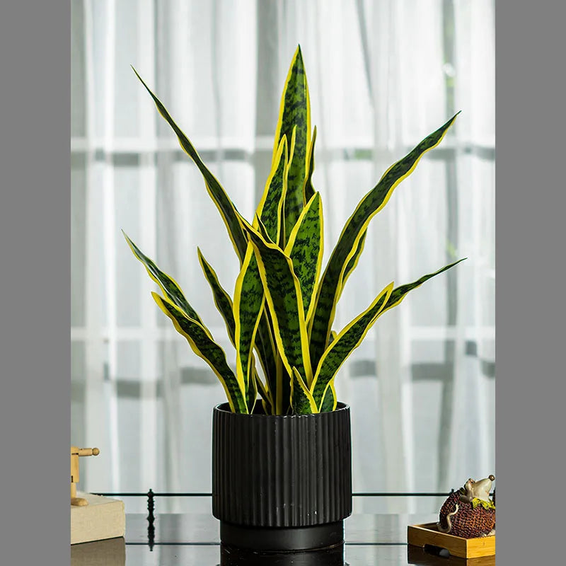 A vibrant snake plant in a black pot.
