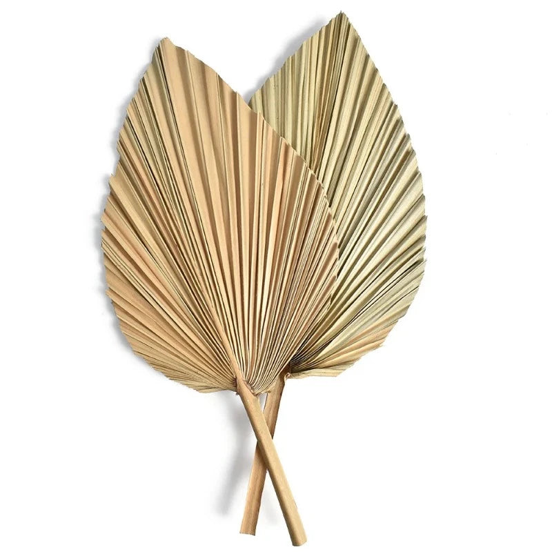 Palm fan leaf 2-piece set photographed flat, emphasizing the symmetrical fan design and natural tones.