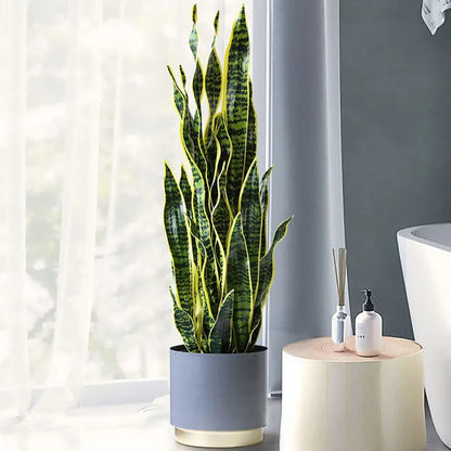A tall snake plant in a grey planter.