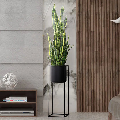 A snake plant in a black stand.