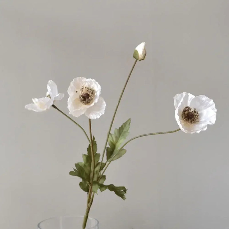A white poppy stem with three open flowers and one bud.