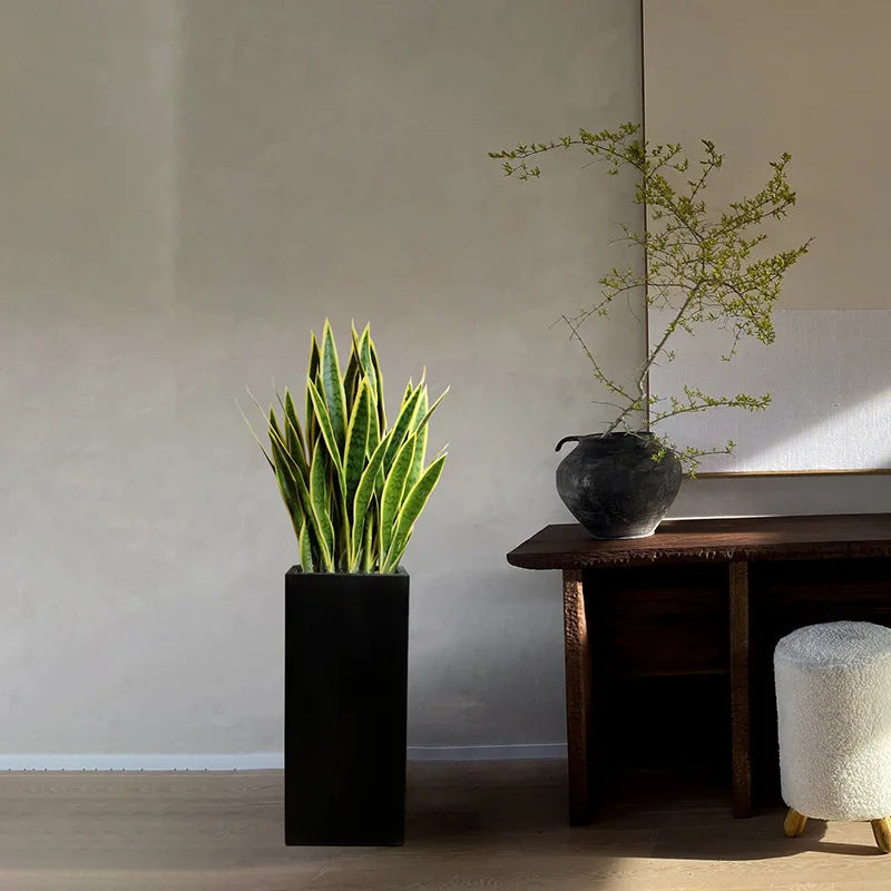 A tall snake plant in a black planter.