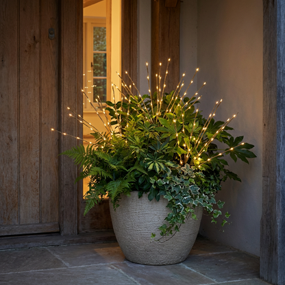 Potted plant with decorative lights in front of a wooden door