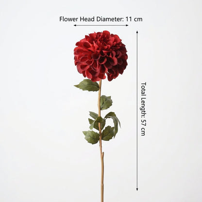 Diagram of a red dahlia stem with flower head and length measurements
