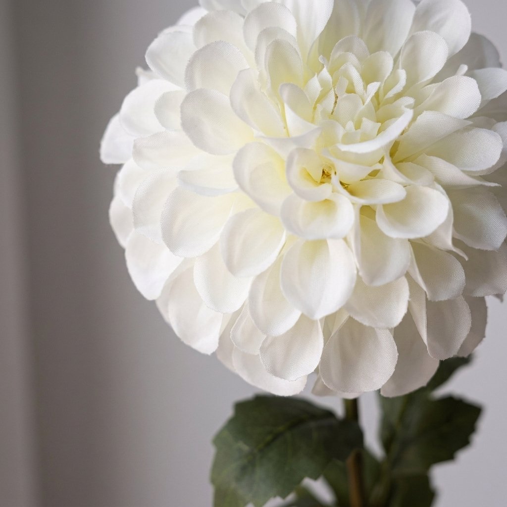 Close-up of a single white dahlia bloom showing petal detail