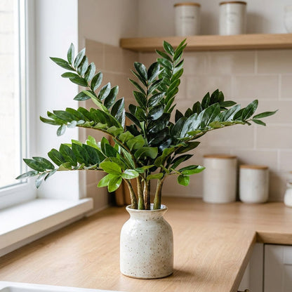 Faux ficus branch stems in a vase on a kitchen counter, Kiyo Home