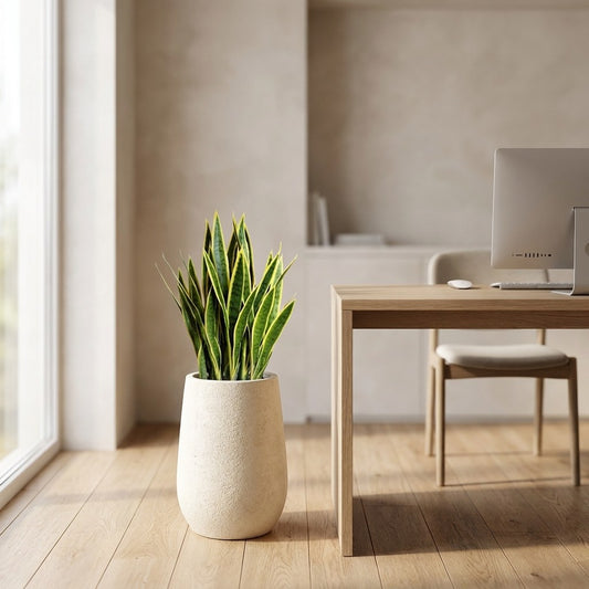 Faux snake plant in a cream textured planter beside a desk with a computer in a sunlit dining nook
