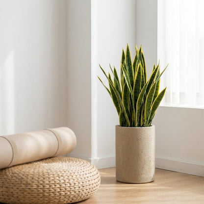 Faux snake plant in a sandy concrete planter in a minimalist corner beside a woven pouf and rolled rug