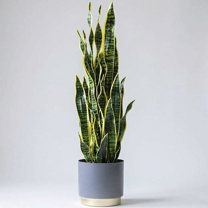 Tall faux snake plant with variegated leaves in a grey and gold planter against a plain studio background