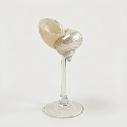 Isla seashell glass on white background