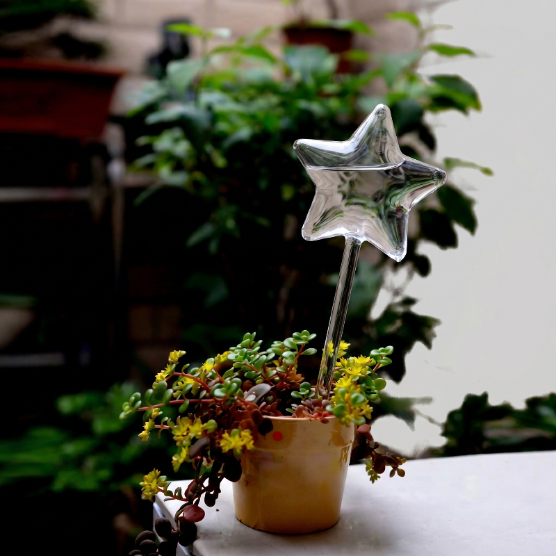 Star self-watering glass plant vessel in outdoor planter