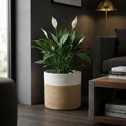 White and tan Woven Storage Basket used as a planter for a peace lily in a moody living room