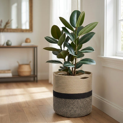 Black and tan Woven Storage Basket used as a planter for a rubber plant in a bright entryway